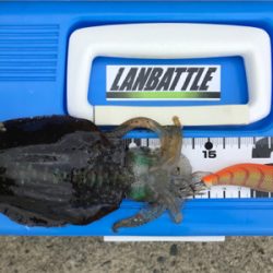 アオリイカを求めて⑪