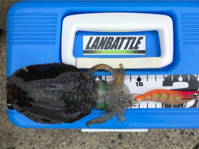 アオリイカを求めて⑪