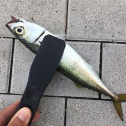 安定の鯖祭り。。。