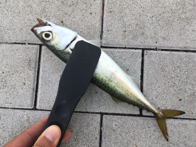 安定の鯖祭り。。。