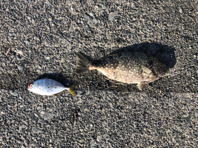 サッパがちらほら…