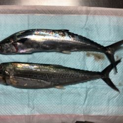 初めてのライトショアジギ