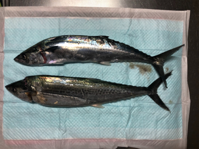 初めてのライトショアジギ