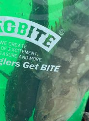 クエの赤ちゃん!?