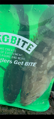 クエの赤ちゃん!?