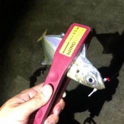 アジングでイカ