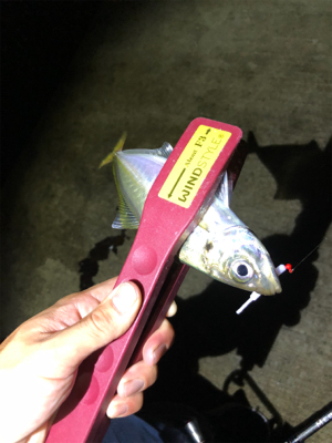 アジングでイカ