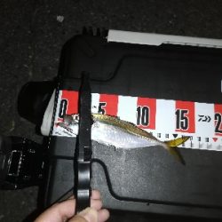 アジはまだ渋い