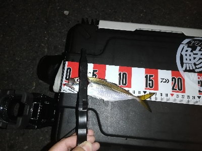 アジはまだ渋い