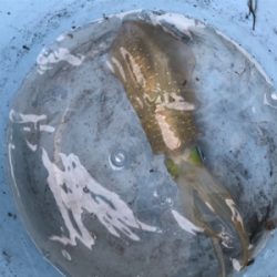 初ボートエギング