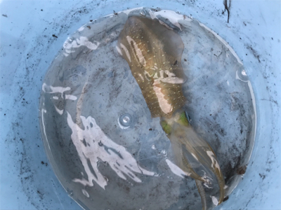 初ボートエギング