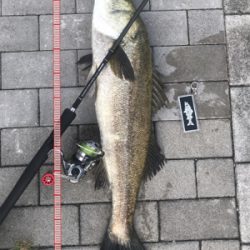 コスモスクエア釣果