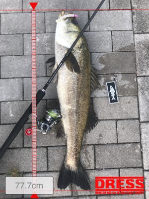 コスモスクエア釣果