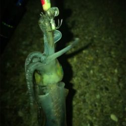 ロリイカのみσ(^_^;)