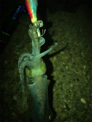 ロリイカのみσ(^_^;)