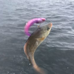 コスモスクエア釣果