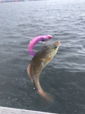 コスモスクエア釣果