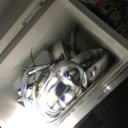 タチウオ釣れてます