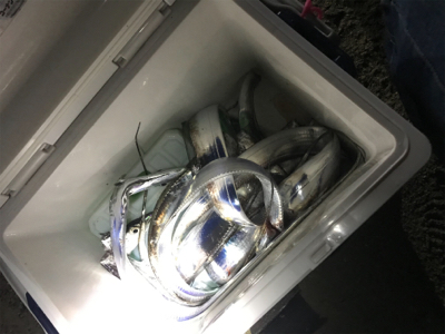 タチウオ釣れてます