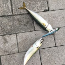 大潮初日は激しく中サバ祭り。。