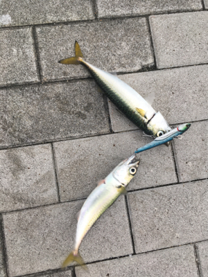 大潮初日は激しく中サバ祭り。。