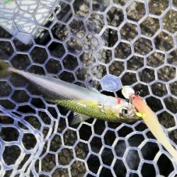 太刀魚調査はサバゲー