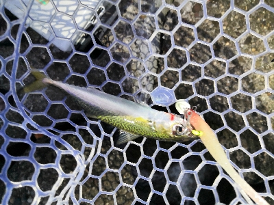 太刀魚調査はサバゲー