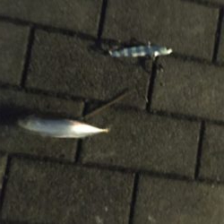 夕マヅメもナイトも鯖ばかり。。。