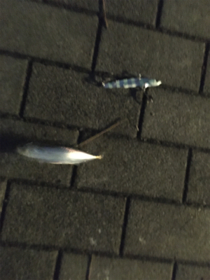 夕マヅメもナイトも鯖ばかり。。。