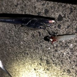 自分たちだけがポンポンと