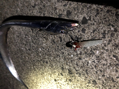 自分たちだけがポンポンと