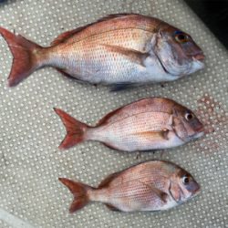 明石　鯛カブラ