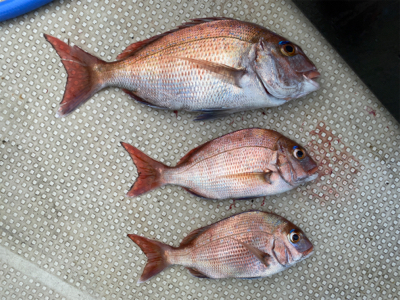 明石　鯛カブラ