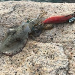 少し大きくなりました。