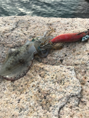 少し大きくなりました。