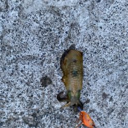 人生三度目のエギングでようやく