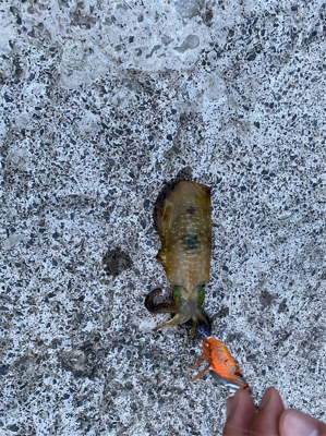 人生三度目のエギングでようやく