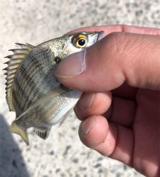 サヨリングからのちょい投げ