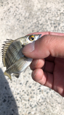 サヨリングからのちょい投げ