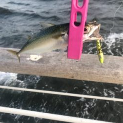 コスモスクエア釣果