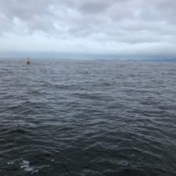 青物、太刀魚は…