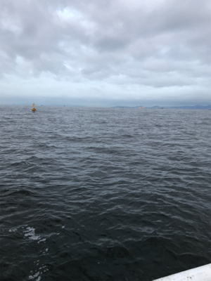 青物、太刀魚は…