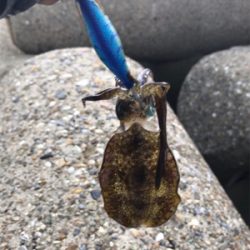 出勤前、短時間エギング(^^)