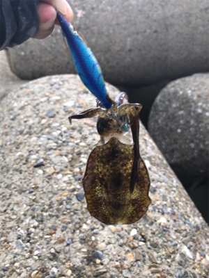 出勤前、短時間エギング(^^)