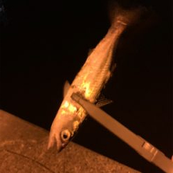 アジングのちサバゲー