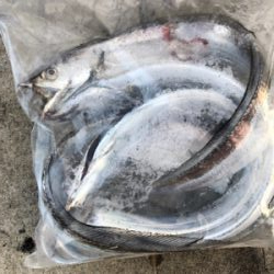 湾奥でもタチウオ確認