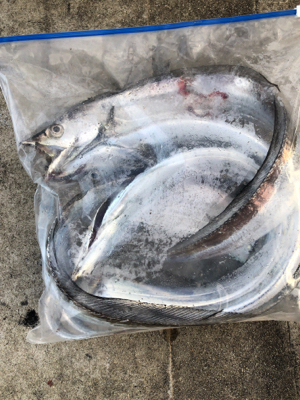 湾奥でもタチウオ確認