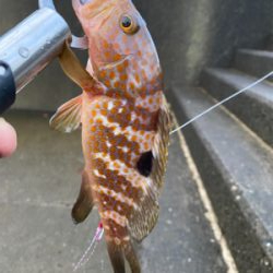 爆風の中の一本