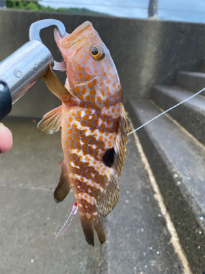 爆風の中の一本