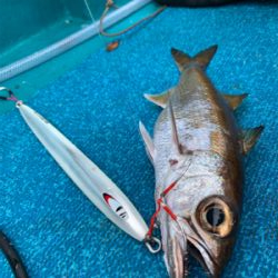 白浜沖中深海ジギング